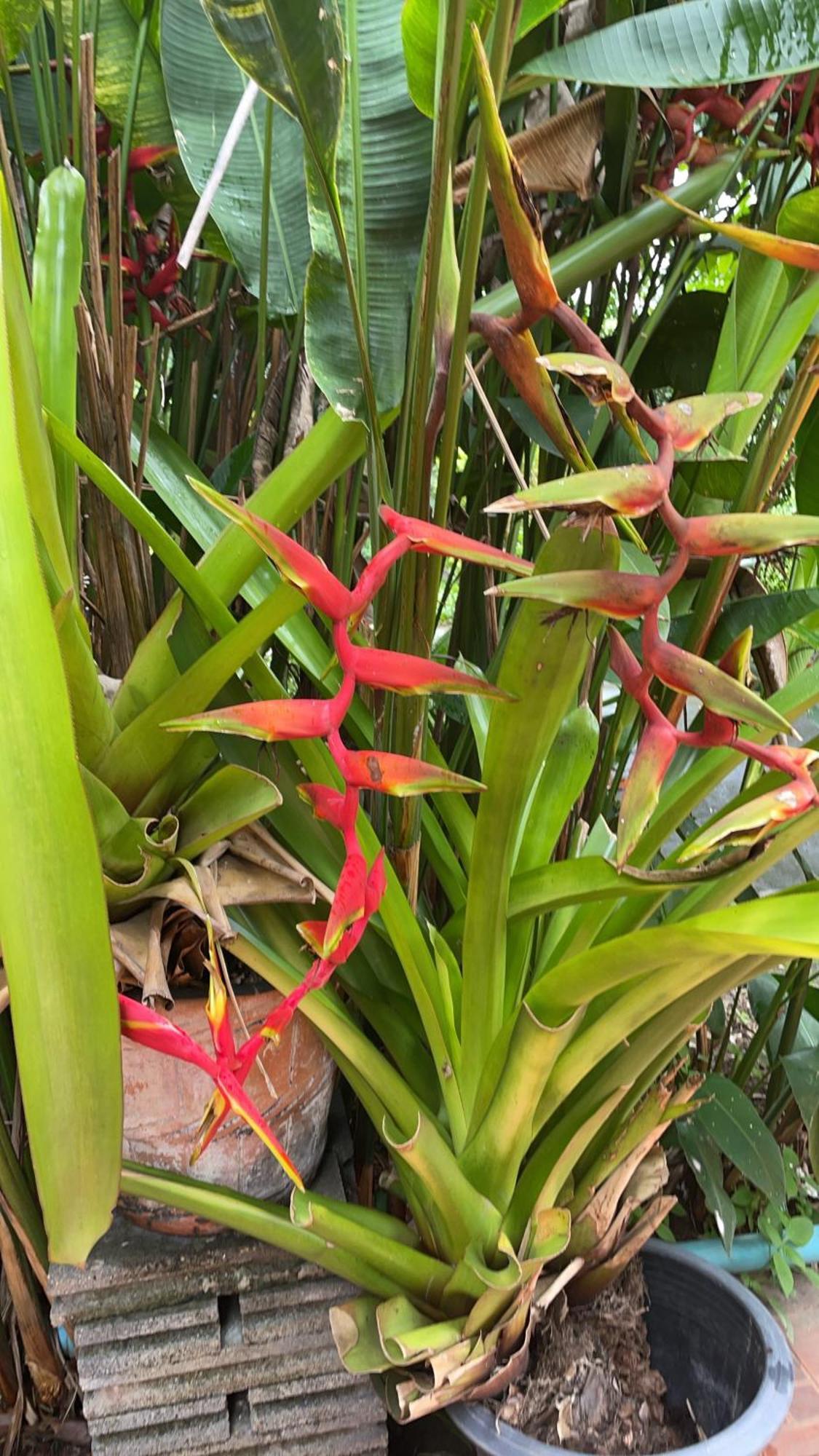 Phow Homestay Ban Mai  Esterno foto